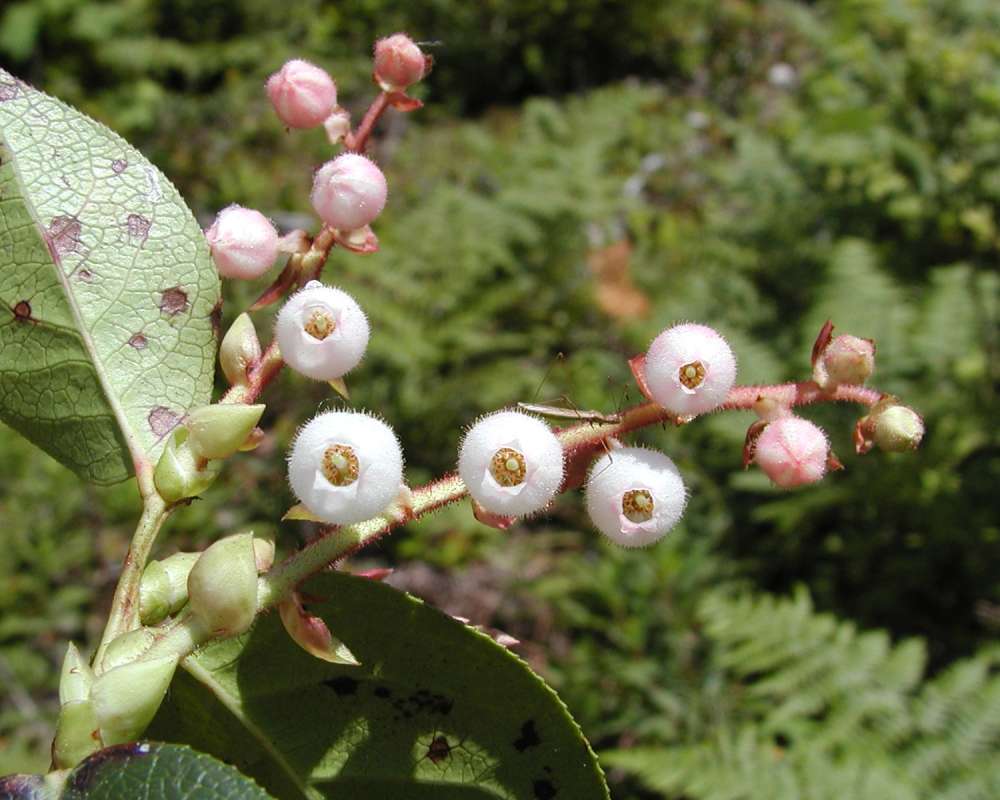 Flowers - Front View<br>(Location of Picture: Diablo Lake, Washington, USA, 2006)