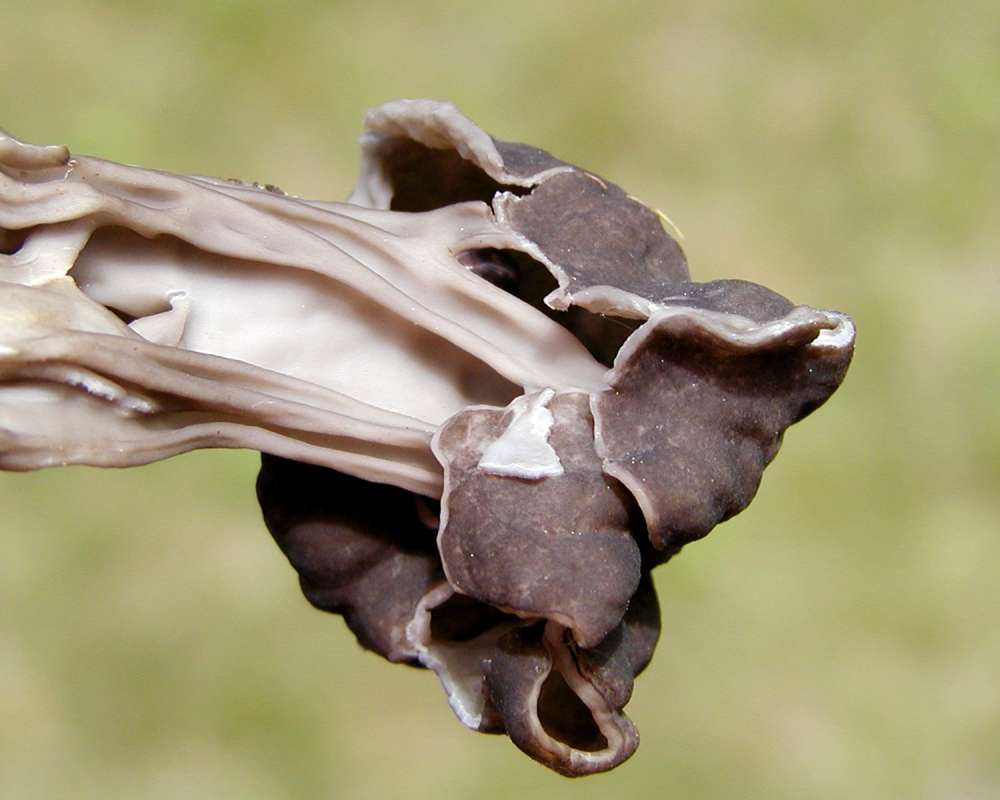 Cap<br>(Location of Picture: Okanogan, Washington, USA, 2006)