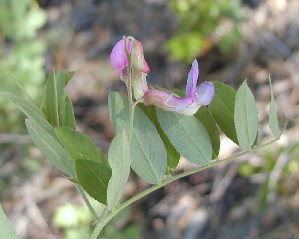 Lvs and Flower<br>(Location of Picture: Diablo Lake, Washington, USA, 2006)
