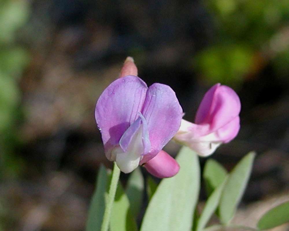 Flower - Front View<br>(Location of Picture: Diablo Lake, Washington, USA, 2006)