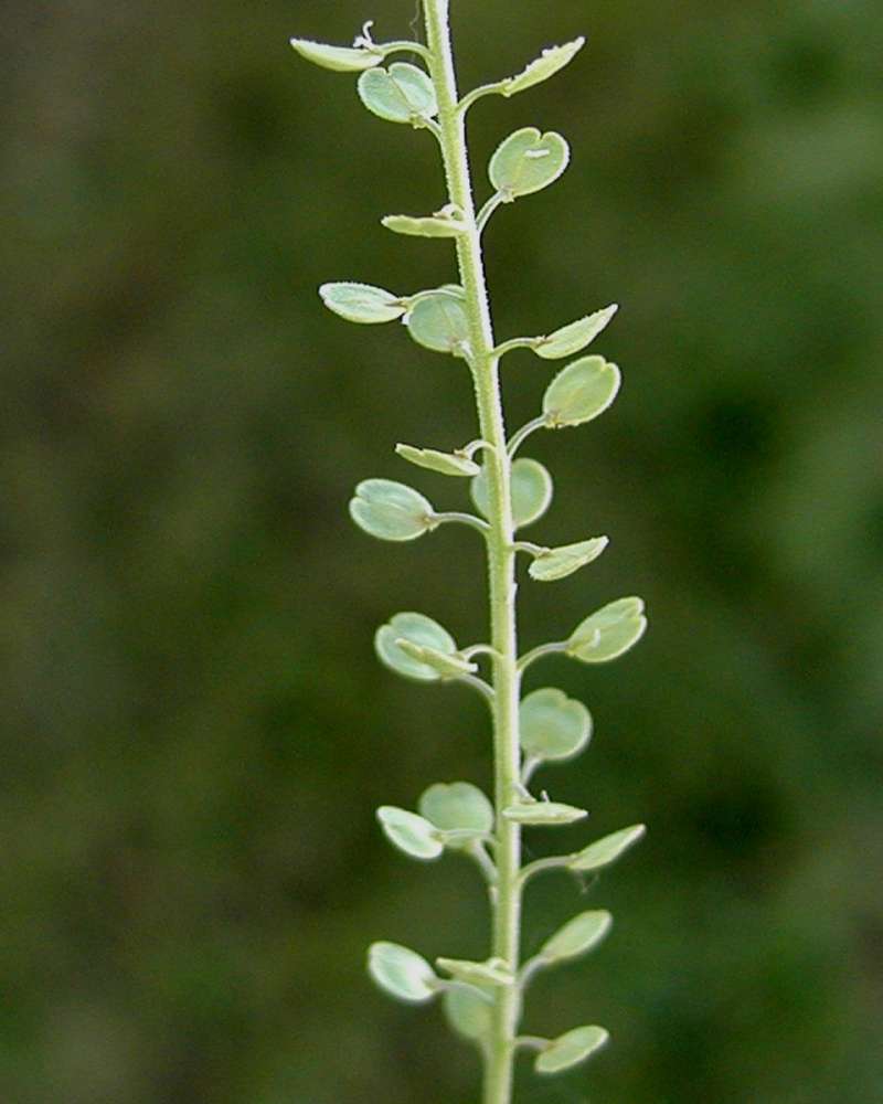 Pods - Side View<br>(Location of Picture: Okanogan, Washington, USA, 2006)