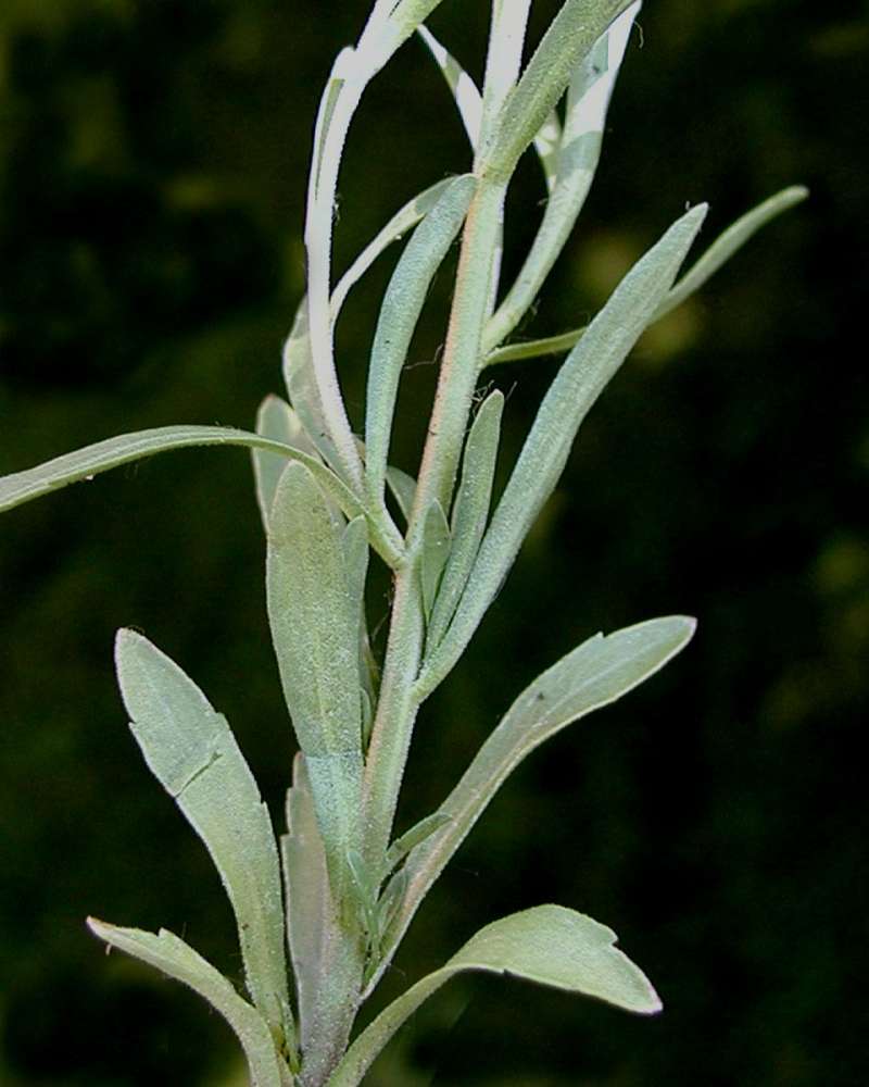 Leaves and Stem<br>(Location of Picture: Okanogan, Washington, USA, 2006)