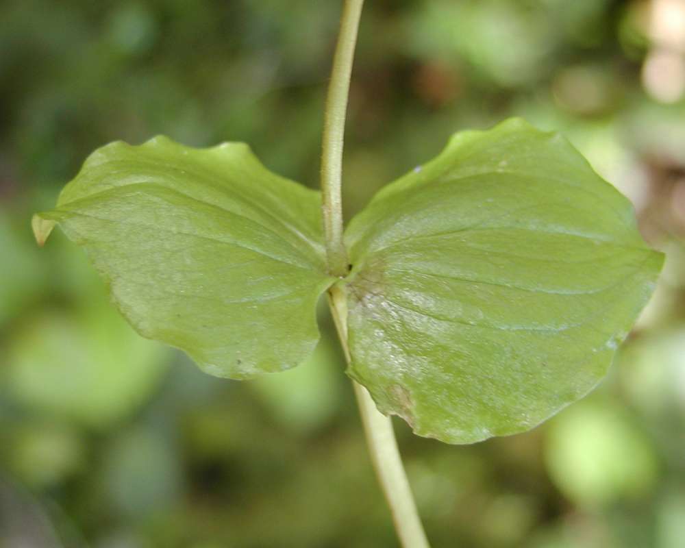 Clasping Leaves<br>(Location of Picture: Ross Lake, Washington, USA, 2006)