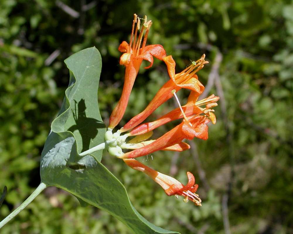 Top of Plant in  Bloom<br>(Location of Picture: Blewitt Pass, Washington, USA, 2006)