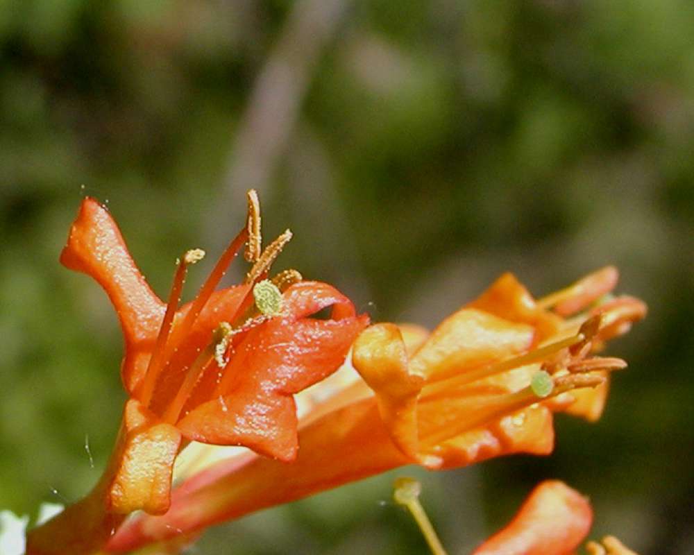 Flower - Very Close View<br>(Location of Picture: Blewitt Pass, Washington, USA, 2006)