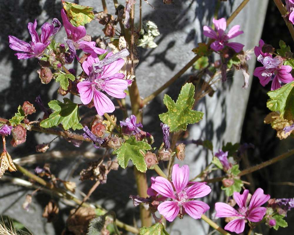 Foliage With Flowers<br>(Location of Picture: Garden, Chelan, Washington, USA, 06)