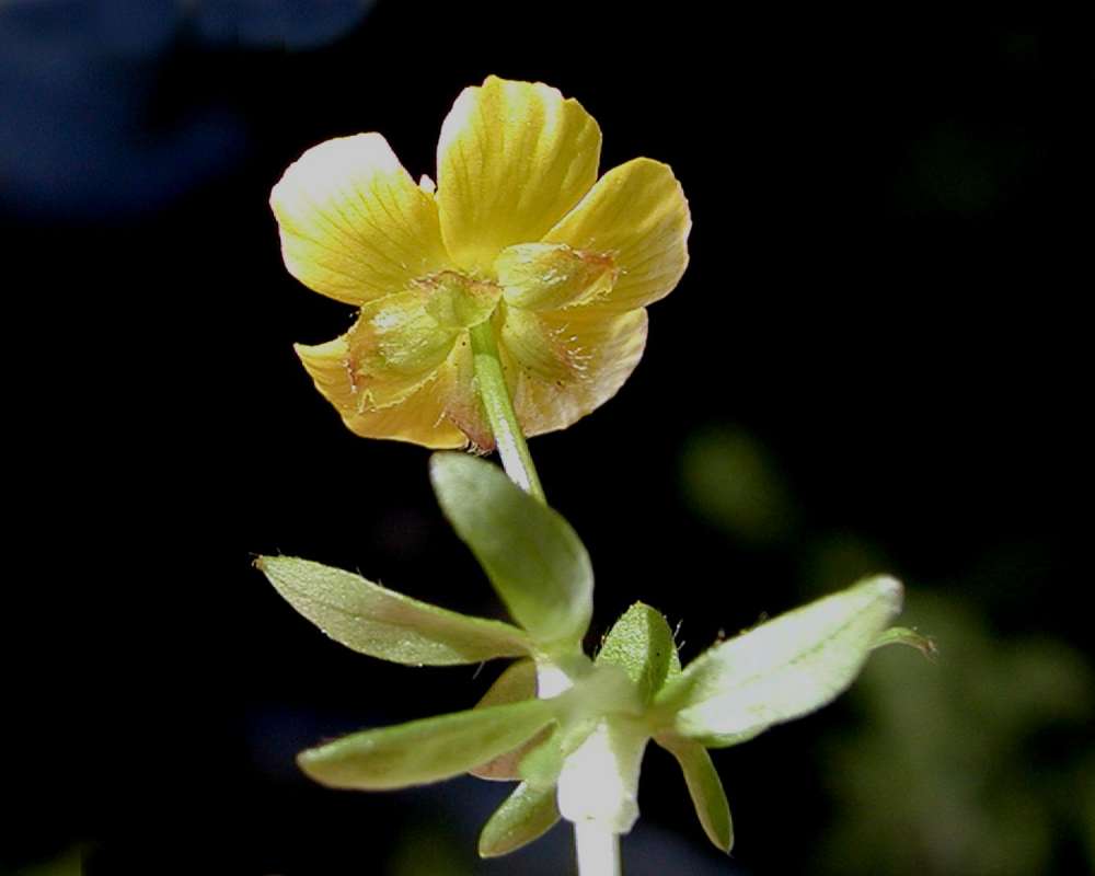Flower - Rear View<br>(Location of Picture: Liberty Bell Mountain, Washington)