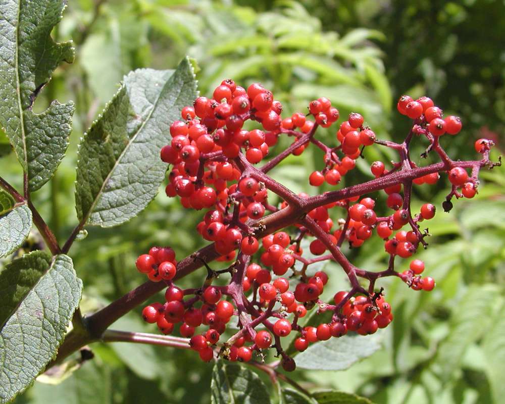 Fruits - Close View<br>(Location of Picture: Darrington, Washington, USA, 2006)