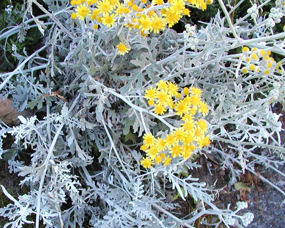 Top Of Plants in  Bloom Showing Leaves<br>(Location of Picture: Garden, Seattle, Washington, USA)
