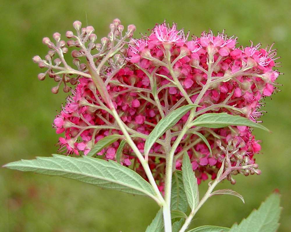 Flower Head - Rear View<br>(Origin of the Specimen: TR)