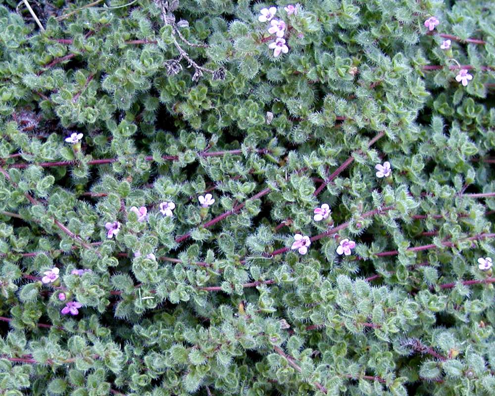 Garden View<br>(Location of Picture: Garden, Omak, Washington, USA, 2006)