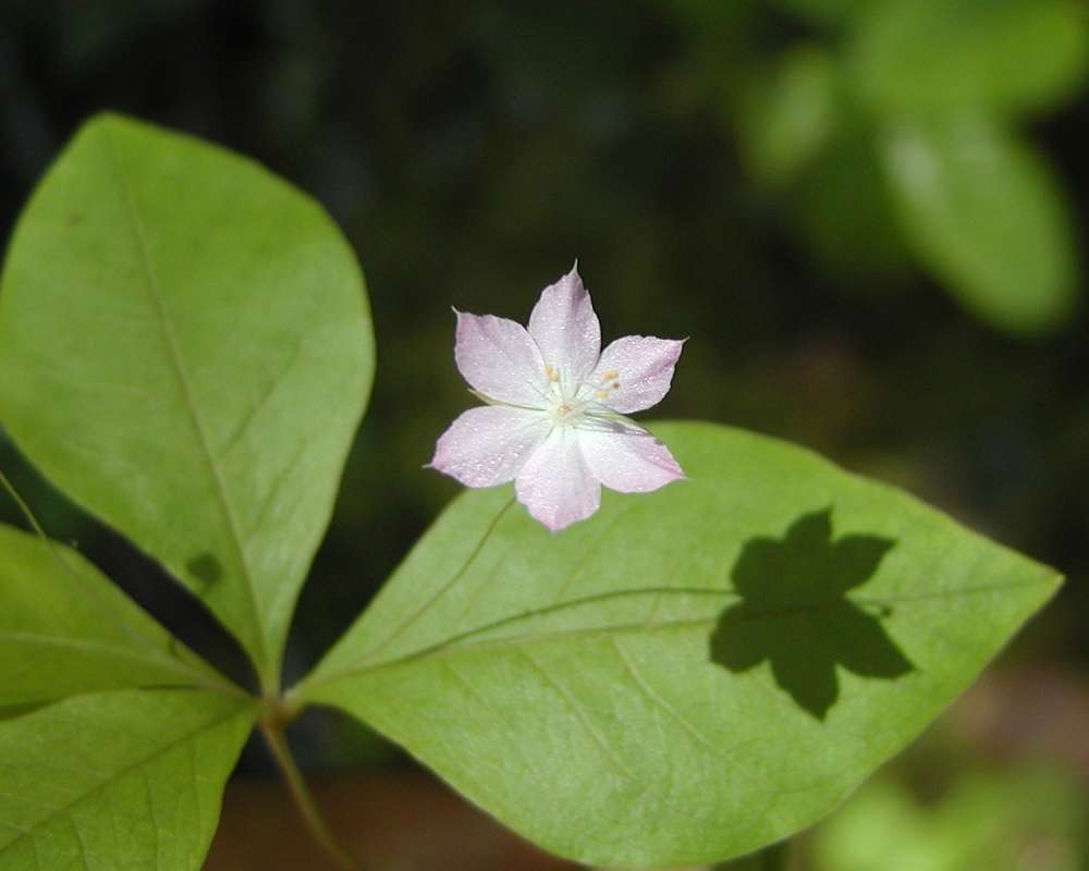 Plants in  Bloom<br>(Location of Picture: Rainy Lake, Washington, USA, 2006)