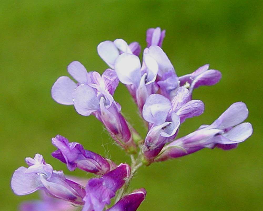 Flower - Close View<br>(Location of Picture: Okanogan, Washington, USA, 2006)