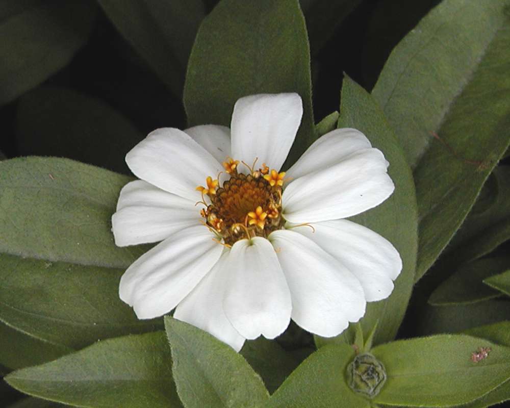 White Flower<br>(Location of Picture: Garden, Okanogan, Wa, USA, 2006)
