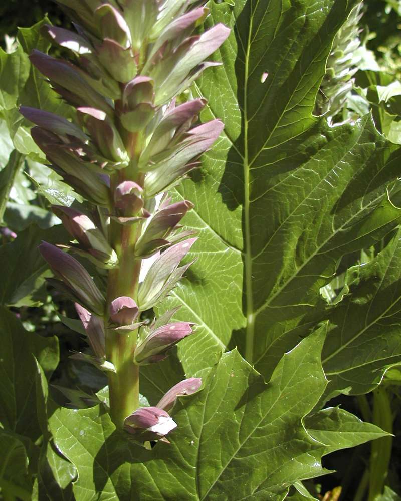 Leaf and Stalk<br>(Location of Picture: Roanoke, Seattle, Washington, USA)