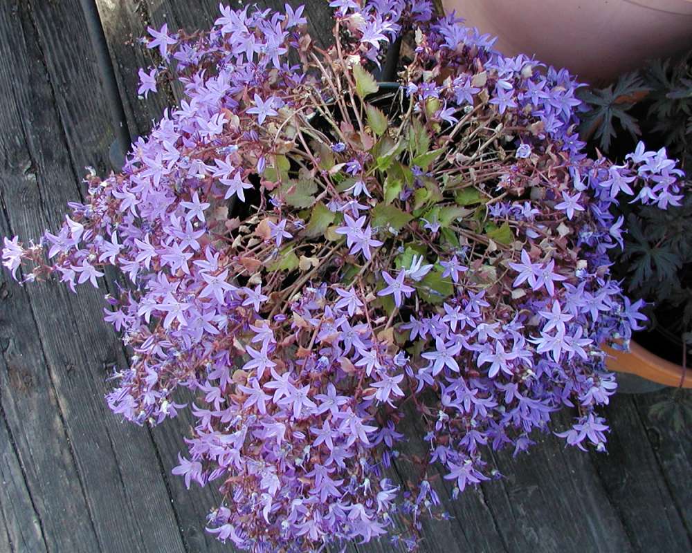 Silhouette<br>(Location of Picture: Private Garden, Seattle, Wa, 2006)