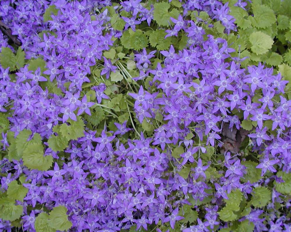 Top Of Plant in  Bloom<br>(Location of Picture: Private Garden, Seattle, Wa, 2006)