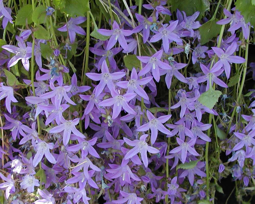 Flower Mass<br>(Location of Picture: Private Garden, Seattle, Wa, 2006)