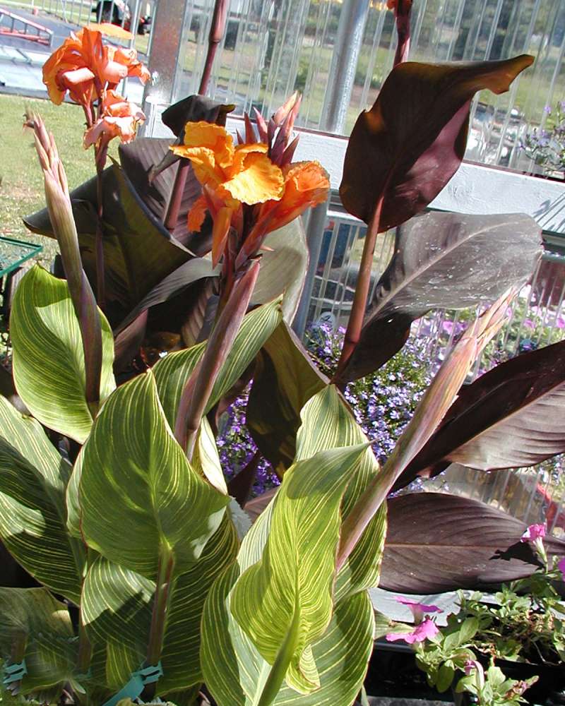 Garden View<br>(Location of Picture: Volunteer Park, Seattle, Wa, 2006)