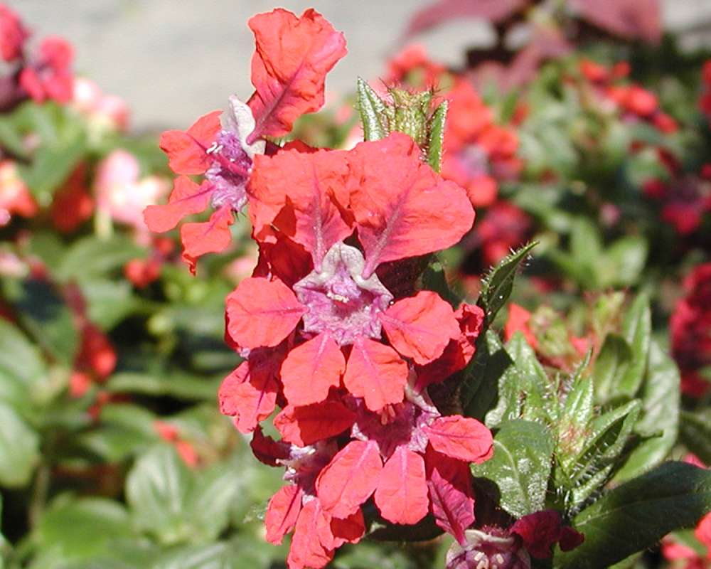 Flower - Close View<br>(Location of Picture: Private Garden, Seattle, Wa, 2006)