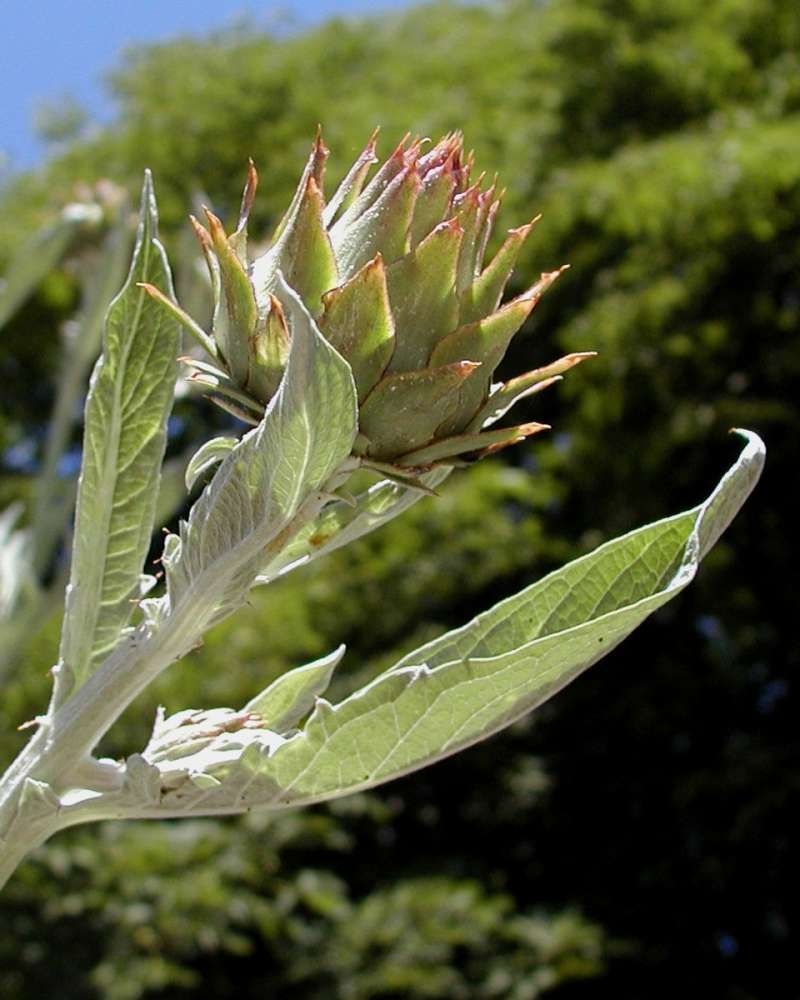 Fruit<br>(Location of Picture: Private Garden, Seattle, Wa, 2006)