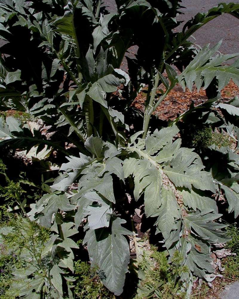 Basal Leaves<br>(Location of Picture: Private Garden, Seattle, Wa, 2006)