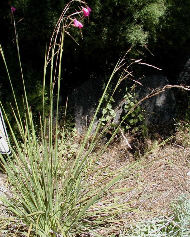 Silhouette<br>(Location of Picture: Volunteer Park, Seattle, Wa, 2006)