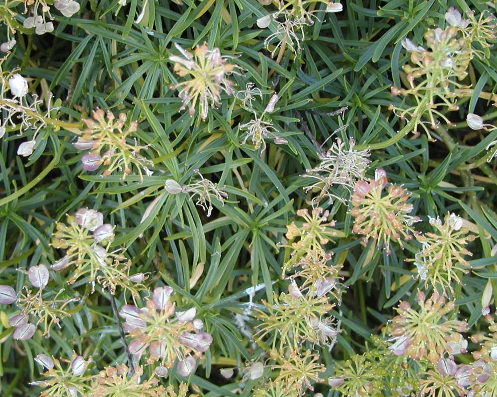 Reproduction<br>(Location of Picture: Private Garden, Seattle, Wa, 2006)