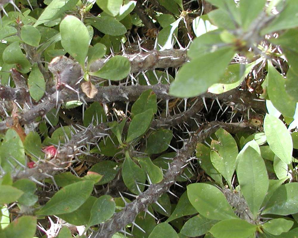 Spines<br>(Location of Picture: Seattle Arboretum, Wa, USA, 2006)