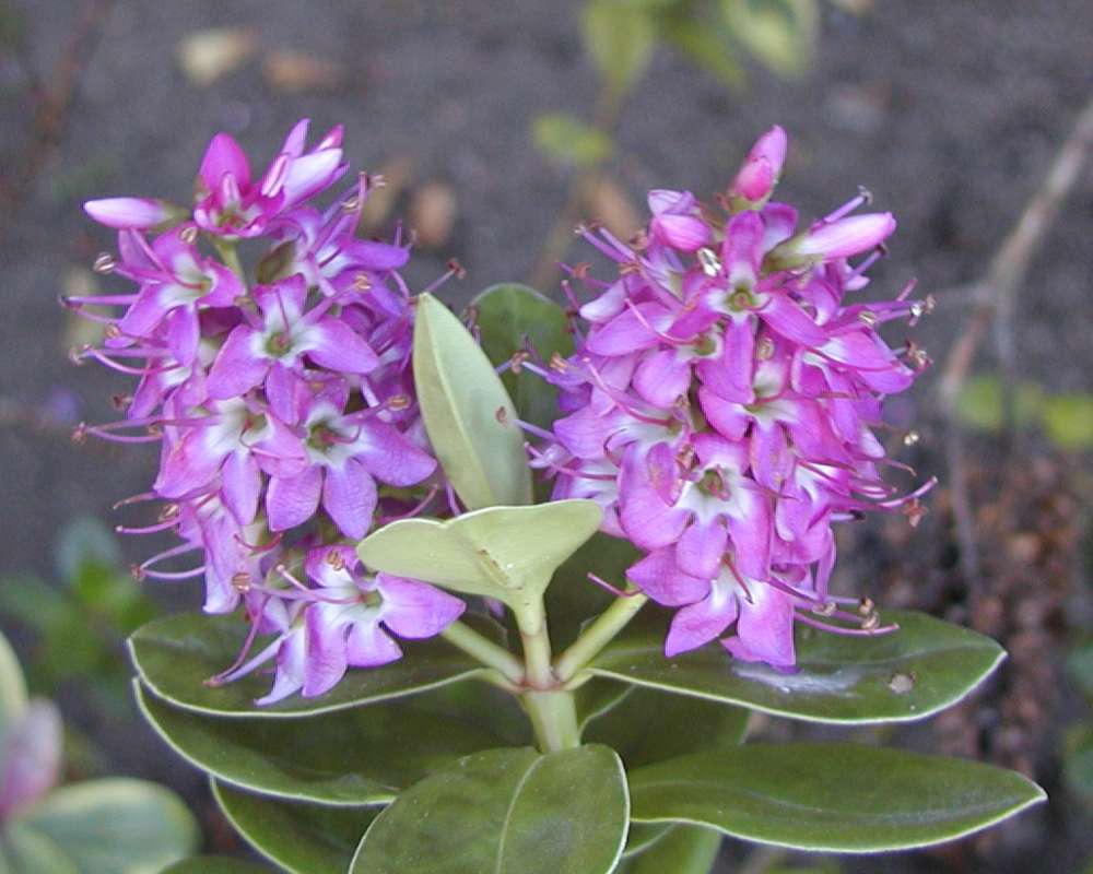 Pink Flowers