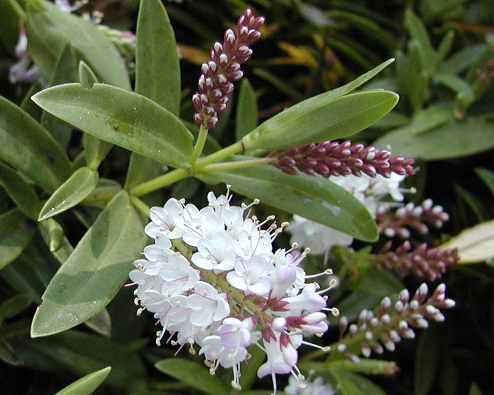Closer View - Top Of Plant in  Bloom<br>(Location of Picture: Private Garden, Seattle, Wa, 2006)