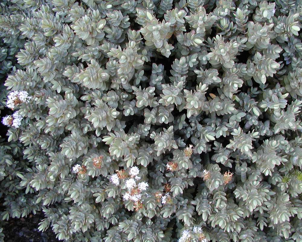 Top Of Plnat in  Bloom<br>(Location of Picture: Private Garden, Seattle, Wa, 2006)