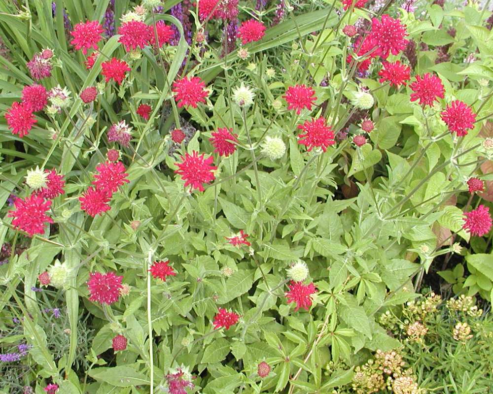 Top Of Plants in  Bloom<br>(Location of Picture: Private Garden, Seattle, Wa, 2006)
