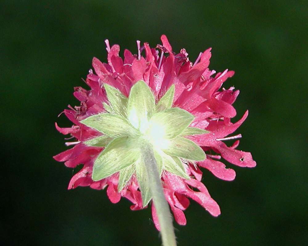 Flower - Rear View<br>(Location of Picture: Private Garden, Seattle, Wa, 2006)