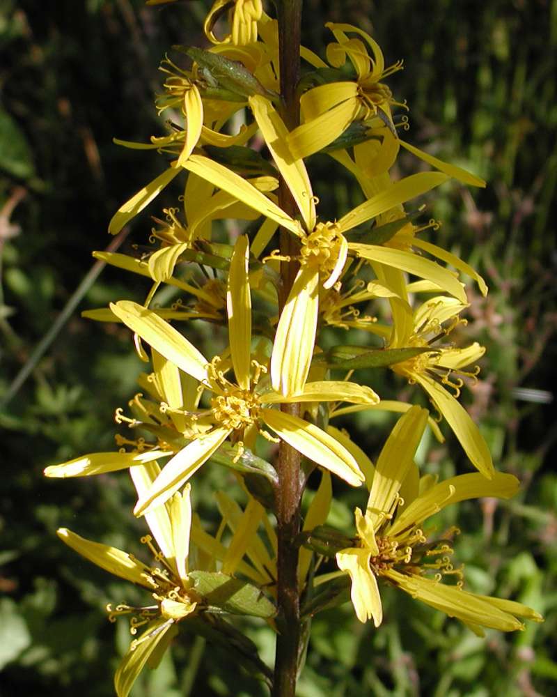 Flowers<br>(Location of Picture: Private Garden, Seattle, Wa, 2006)
