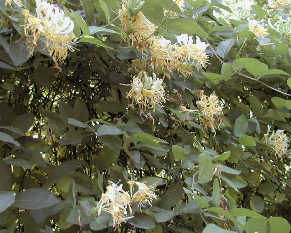 Flowers and Leaves<br>(Location of Picture: Private Garden, Seattle, Wa, 2006)