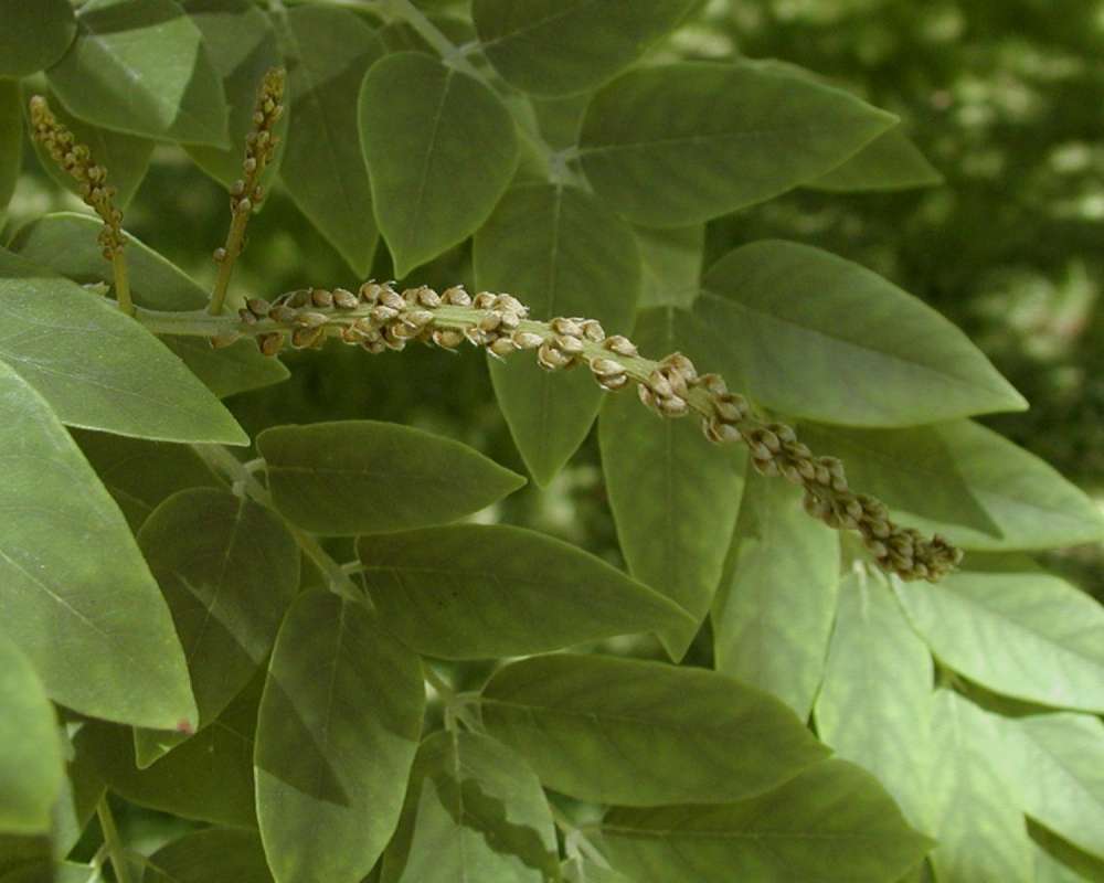 Twigs<br>(Location of Picture: Seattle Arboretum, Wa, USA, 2006)