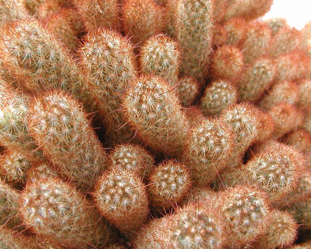 Close View<br>(Location of Picture: Volunteer Park, Seattle, Wa, 2006)