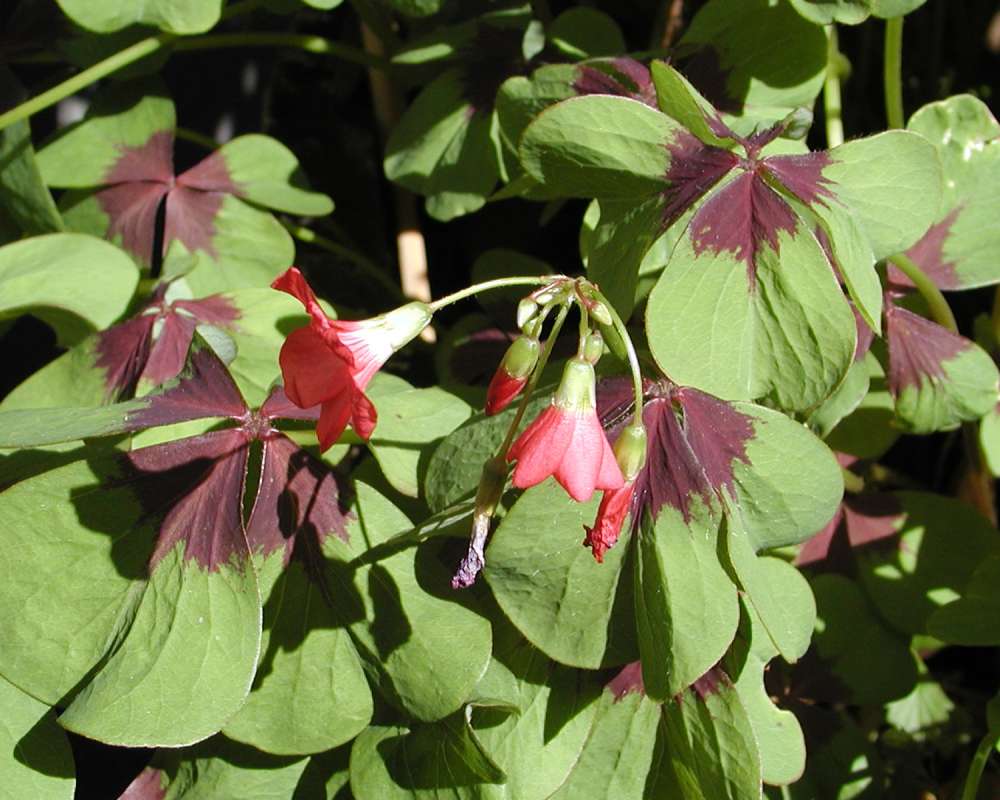 Top Of Plants in  Bloom<br>(Location of Picture: Private Garden, Seattle, Wa, 2006)