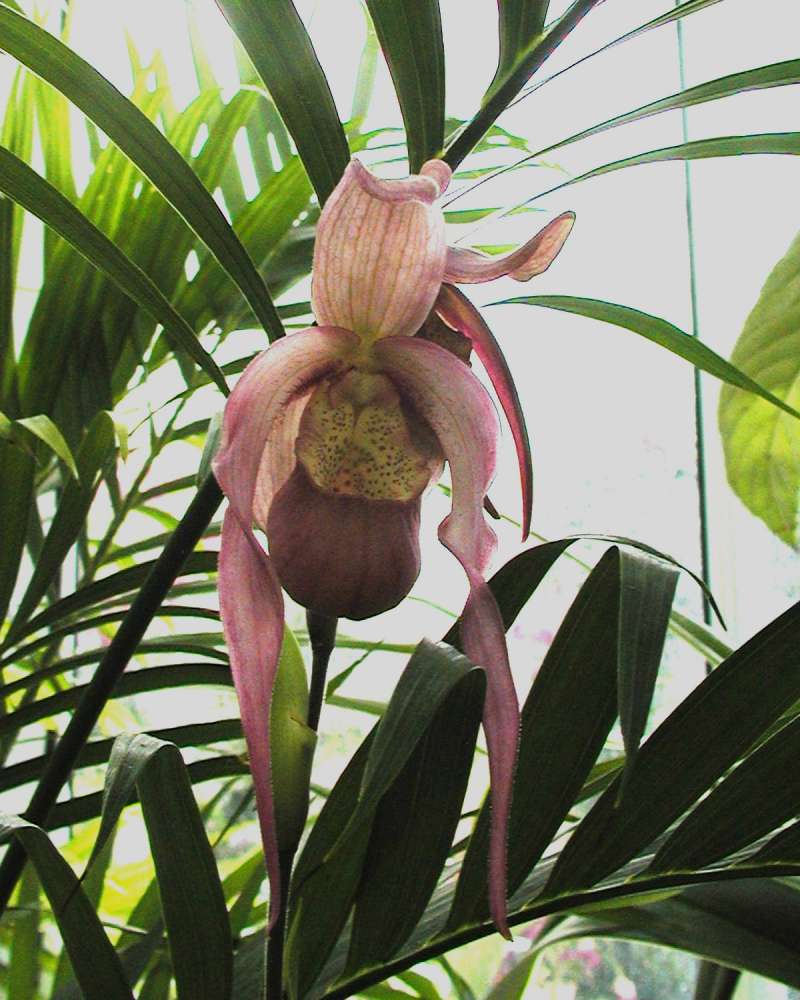 Pink Flower<br>(Location of Picture: Volunteer Park, Seattle, Wa, 2006)