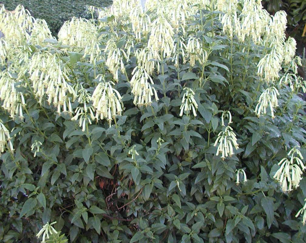 Top Of Plant in  Bloom<br>(Location of Picture: Privatre Garden, Seattle, Wa, 2006)