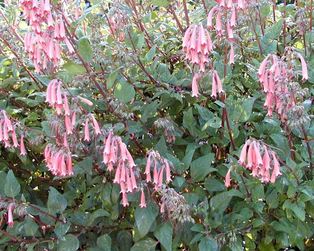 Top Of Plant in  Bloom<br>(Location of Picture: Private Garden, Seattle, Wa, 2006)