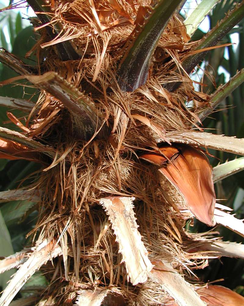 Bark<br>(Location of Picture: Volunteer Park, Seattle, Wa, 2006)