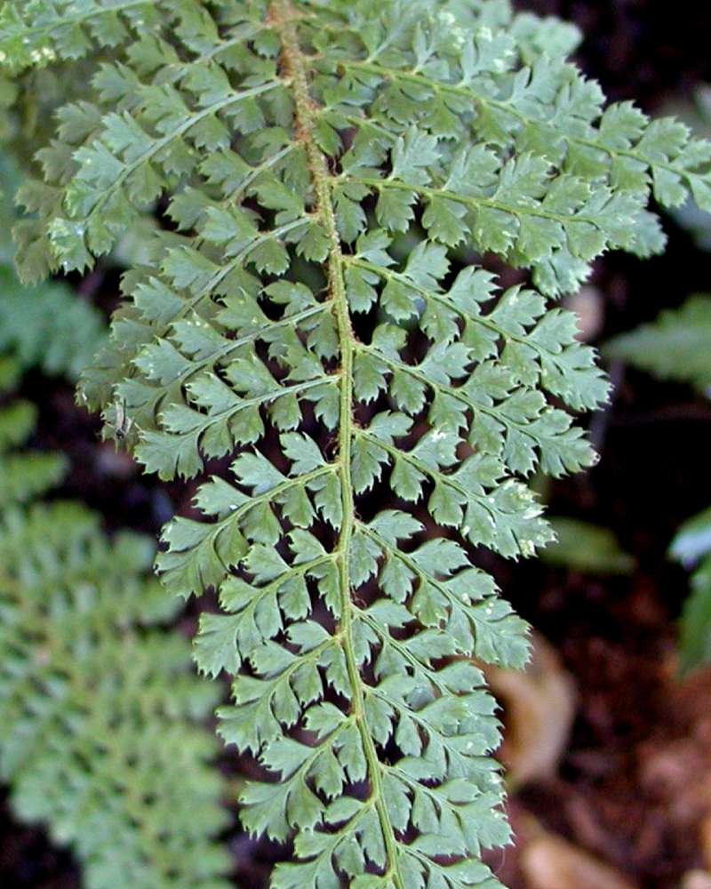 Frond<br>(Location of Picture: Roanoke Park, Seattle, Wa, 2006)
