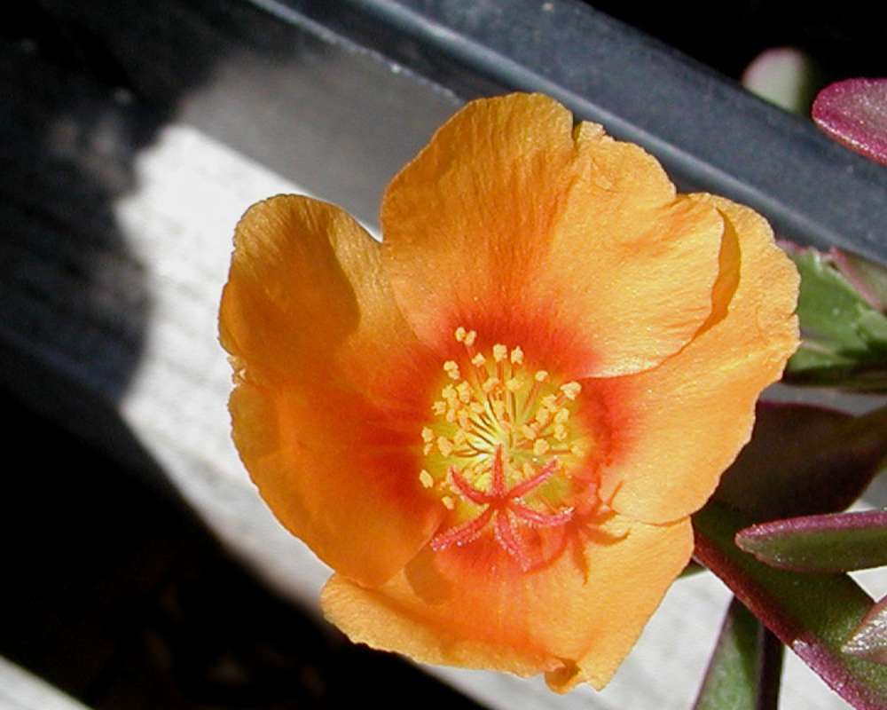 Flower - Close View<br>(Location of Picture: Private Garden, Seattle, Wa, 2006)