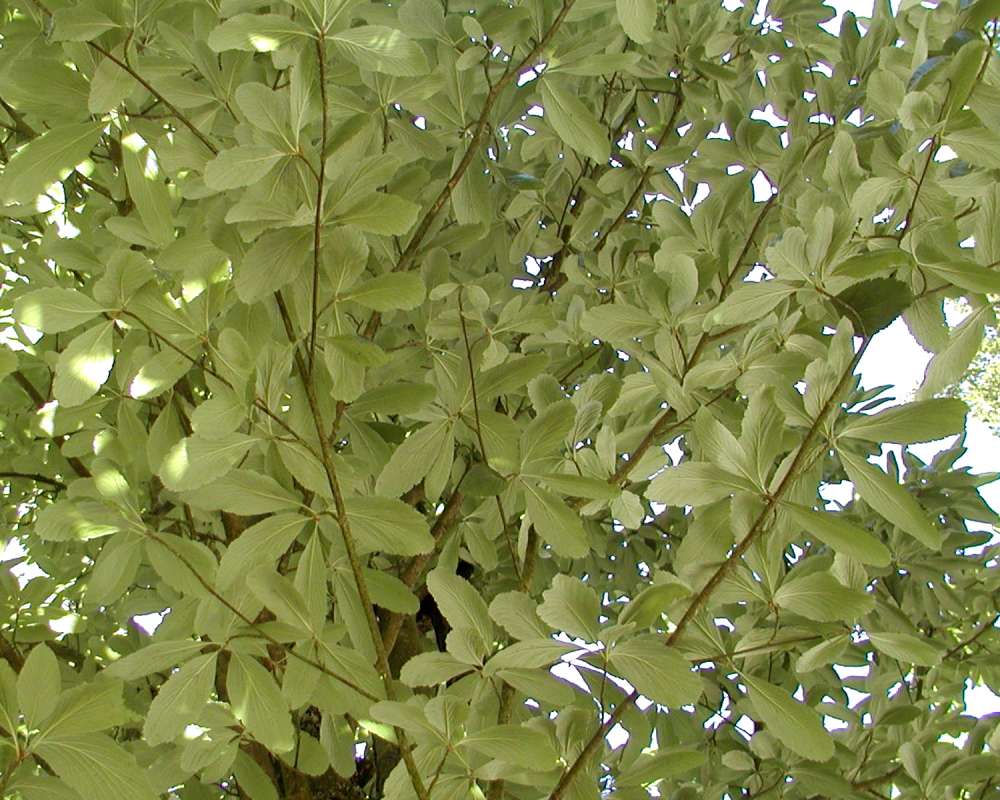 Twigs and Leaves<br>(Location of Picture: Volunteer Park, Seattle, Wa, 2006)