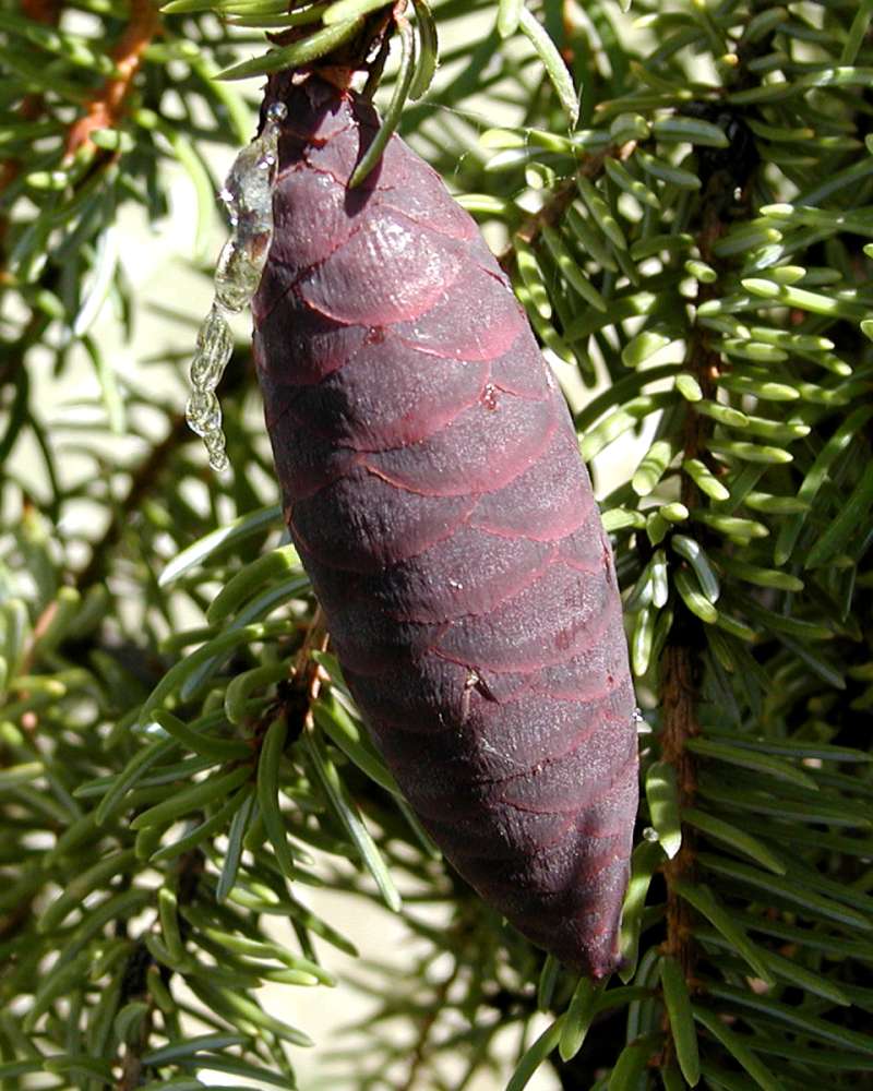 Cone - Close View<br>(Location of Picture: Ornamental, Shady Creek, Wa, 2006)