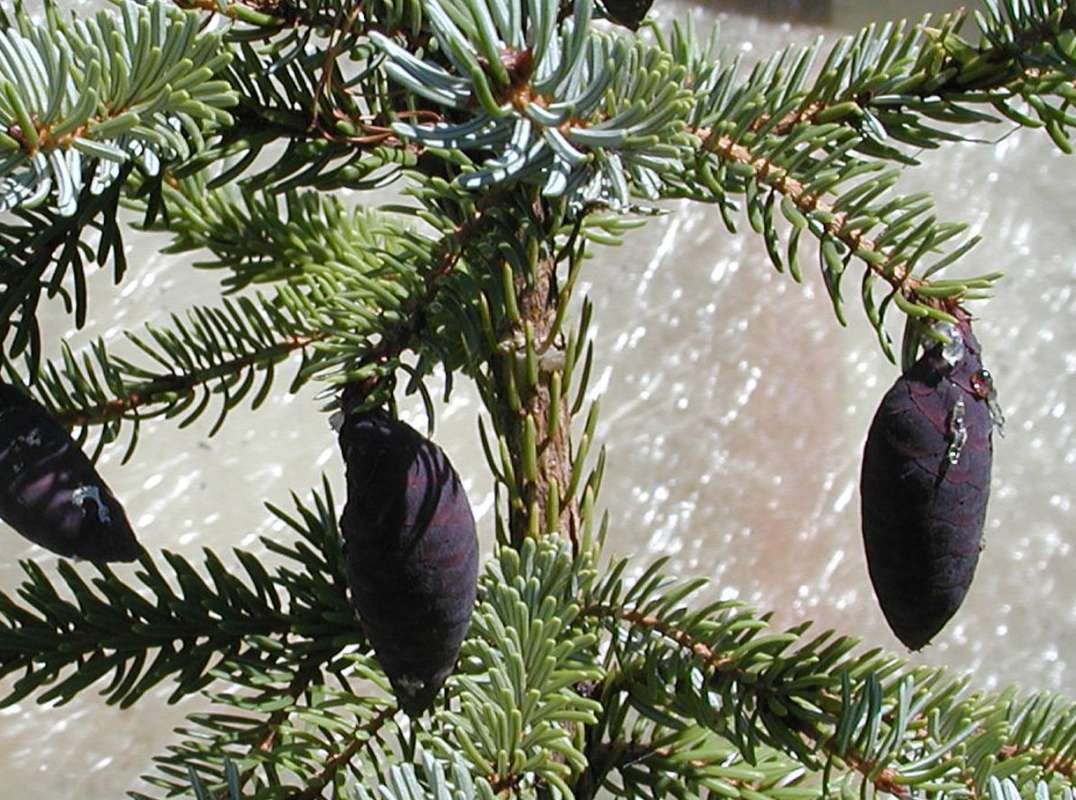 Cone and Twigs<br>(Location of Picture: Ornamental, Shady Creek, Wa, 2006)