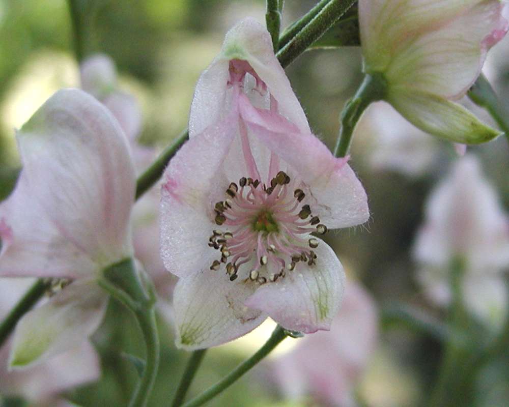 Flower - Front View<br>(Location of Picture: Ornamental, Shady Creek, Wa, 2006)