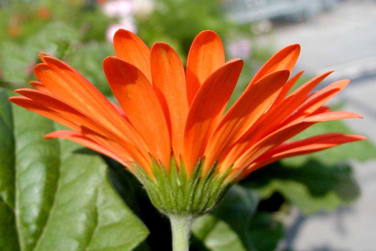 Flower - Side View<br>(Location of Picture: Commercially Grown)